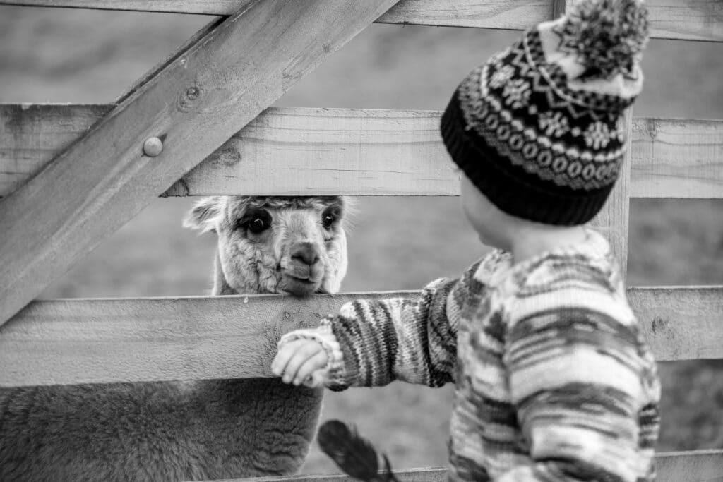 Fossil Creek Farm Child with Alpaca